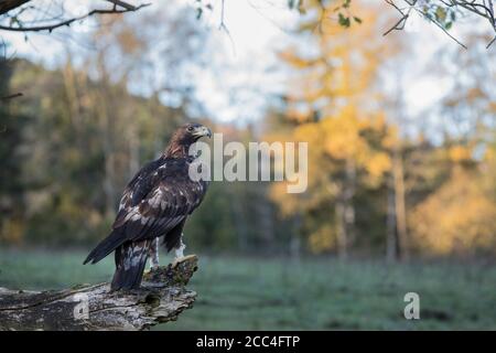 Steinadler, Aquila crisaetos, aquila reale Foto Stock