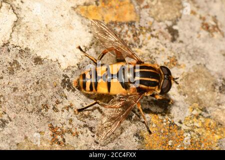 Grande volata della tigre,' Helophilus trivittatus' su una pietra incrostata di lichene. Somerset. REGNO UNITO Foto Stock