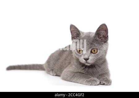Bel gattino blu russo isolato su sfondo bianco Foto Stock