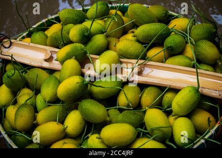 Verde Momordica dioica, comunemente conosciuto come Spiny Gourd anche conosciuto come bristly balsam pera, teasle gourd, kakrol a Bangla. Una verdura di frutta in un cestino Foto Stock