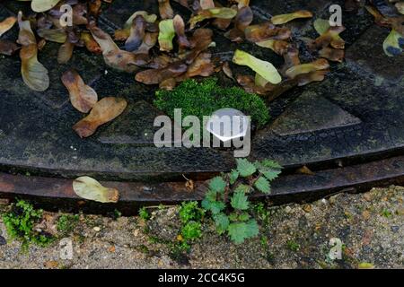 Testa del bullone in acciaio inox su un coperchio per tombini. Foto Stock