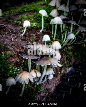 Toadstools o funghi che crescono su un vecchio albero coperto di muschio (morto) in una foresta nel Regno Unito. Foto Stock