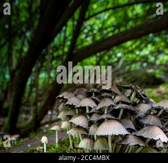 Toadstools o funghi che crescono su un vecchio albero coperto di muschio (morto) in una foresta nel Regno Unito. Foto Stock