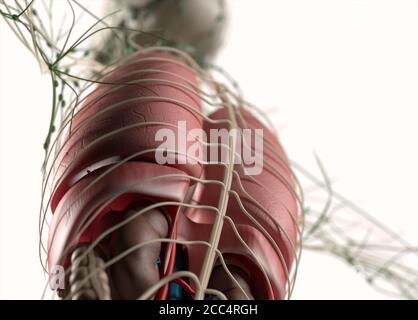 Illustrazione del corpo anatomico degli organi umani. Addome, intestini, sistemi vascolari, linfatici e nervosi. illustrazione 3d. Foto Stock