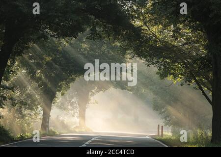 I raggi del sole passano attraverso gli alberi lungo la strada in una mattinata nebbiosa. Foto Stock