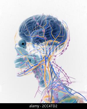 Illustrazione dell'anatomia della testa umana, del cervello, delle arterie, dei nervi, dei linfonodi. Illustrazione 3D. Foto Stock