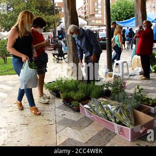 Commercianti di mercato che vendono piante e fiori in Plaza Espana in Saldaña Spagna giorno di mercato il Martedì con passaggi coperti e colonne di legno Foto Stock