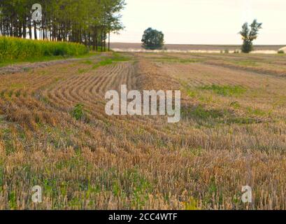 Campo di stoppia da un raccolto di cereali luce solare tarda sera Il giorno di agosto e gli sprinkler ad acqua attivi nel Sfondo Lantadilla Palencia Spagna Foto Stock