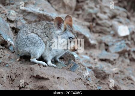 Plover's Pika (Ochotona gloveri), vicino a Yushu, nella provincia meridionale di Qinghai, Cina 24 agosto 2017 Foto Stock