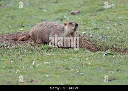 Himalayan Marmot (Marmota himalayana), vicino a Yushu, Provincia del Qinghai meridionale, Cina 23 agosto 2017 Foto Stock