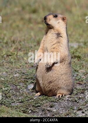 Himalayan Marmot (Marmota himalayana), vicino a Yushu, nella provincia meridionale di Qinghai, Cina 29 agosto 2017 Foto Stock