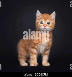 Carino tabby rosso shorthair gattino gatto, in piedi lateralmente. Curioso di guardare la fotocamera con occhi verdastri. Isolato su sfondo nero. Foto Stock