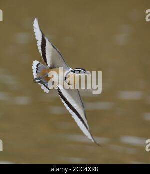 Plover egiziano (Pluvianus aegyptius), sorvolando il Nakanbé, Ghana, Temala Foto Stock