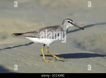 Tattler dalla coda grigia, tattler polinesiano (Tringa brevipes, Heteroscelus brevipes), camminando sulla spiaggia, Australia, Queensland Foto Stock