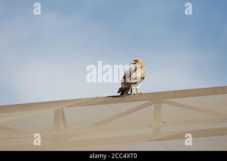 Aquila più grande macchiata (Aquila clanga fulvescens, Clanga fulvescens), immatura (Clanga Clanga 'fulvescens' variazione), che si intruda, guardando sopra Foto Stock