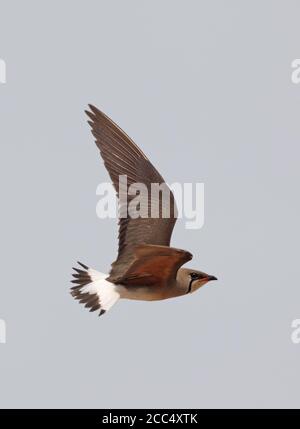 Pratincole colate orientali (Lareola maldivarum), in volo, Thailandia Foto Stock