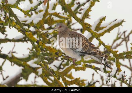 Colomba delle tartarughe occidentali (Streptopelia orientalis meena, Streptopelia meena), colomba delle tartarughe occidentali arroccata su un ramo, in Germania Foto Stock