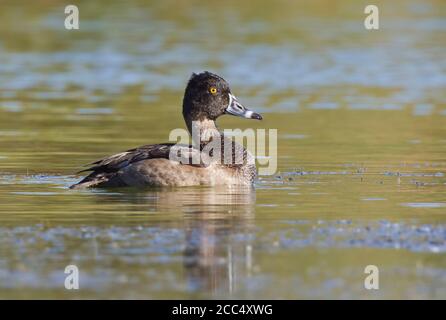 Anatra con collo ad anello (Aythya collaris), nuoto maschile primo inverno, vagante dal Nord America durante l'autunno, Portogallo, Azzorre, Terceira, Paul da Praia Foto Stock