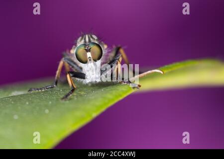 Comune Awl Robberfly, Awl Robberfly (Neoitamus cyanurus, Itamus cyanurus), siede su una foglia, la Germania Foto Stock