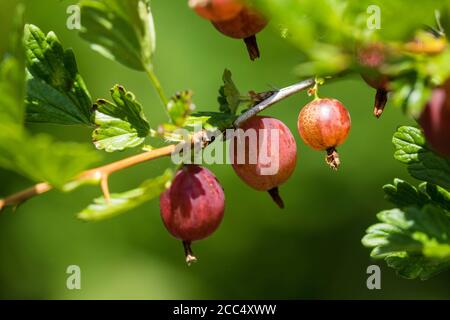 Uva spina, uva spina europea (Ribes uva-crisspa), frutta in una filiale, Paesi Bassi, Frisia Foto Stock