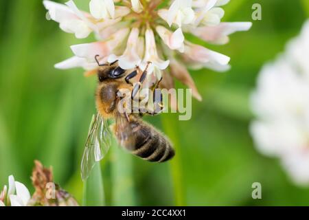 L'ape del miele, l'ape dell'alveare (Apis mellifera mellifera), visitando un fiore bianco del trifolium, le repens del trifolium, Germania Foto Stock