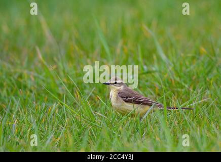 Waggtail, Yellow Waggtail, British Yellow Waggtail (Motacilla fava flavissima, Motacilla flavissima), femmina adulta in un lussureggiante prato verde Foto Stock