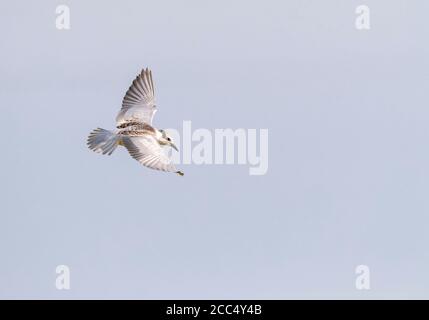 Terna whiskered (Chlidonias hybrida), Juvenile in volo, Spagna, Ebro Delta Foto Stock