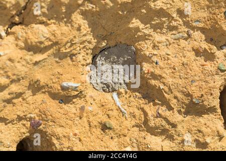 Comune fiore dell'Europa centrale (Anthophora acervorum, Anthophora piombes), sigillatura del tubo di allevamento con sabbia, Germania Foto Stock