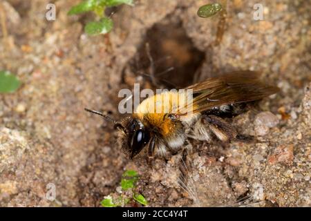 Gray-patched Mining-Bee (Andrena nitida, Andrena pubescens), femmina al tubo di nidificazione, Germania Foto Stock