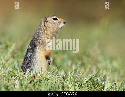 Scoiattolo artico, suslik a coda lunga, scoiattolo a coda lunga, souslik di Eversmann (Spermophilus undulatus, Urocitellus undulatus, Citellus Foto Stock