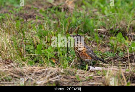 Rapina americana (Turdus migrratorius), foraggio giovanile sul terreno nella foresta, Stati Uniti, Alaska, Penisola Kenai Foto Stock