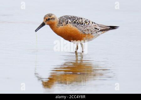 Il nodo rosso (Calidris canutus), l'estate è crollata durante l'estate, forse della sottospecie islandica, Regno Unito, Scozia, Isole Shetland Foto Stock