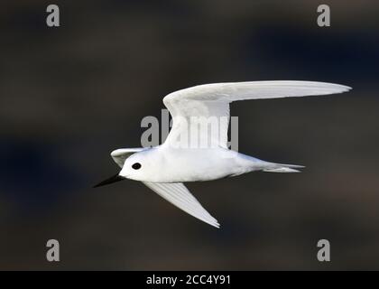 Terna bianca (Gygis alba), in volo, vista laterale, isola dell'Ascensione Foto Stock