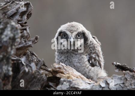 Gufo del falco settentrionale (ulula di Surnia), pulcino, Norvegia, Dividalen Foto Stock