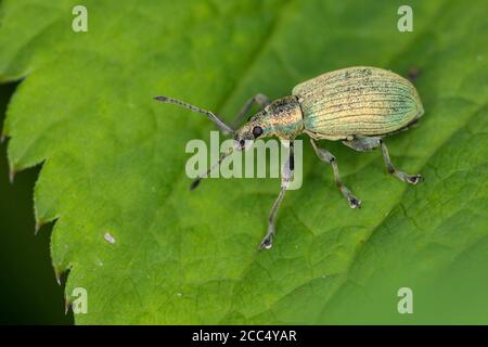 La foglia di ortica (Phyllobius pomaceus, Metaphyllobius pomaceus), siede su una foglia, Germania Foto Stock