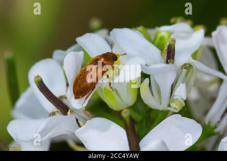 Coleotteri di verme da frutto (Byturus ochraceus, Byturus fumatus, Byturus aestivus), sulla senape all'aglio, Alliaria petiolata, Germania Foto Stock