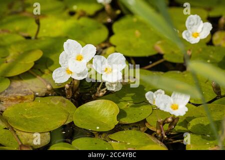 Rana europea, rana europea (Hydrocharis morsus-ranae), fioritura, Germania, Baviera Foto Stock