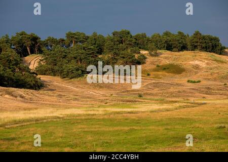 Prateria xerica in una duna interna, Germania, Meclemburgo-Pomerania occidentale, Klein Schmoelen, Naturschutzgebiet Binnenduenen Foto Stock