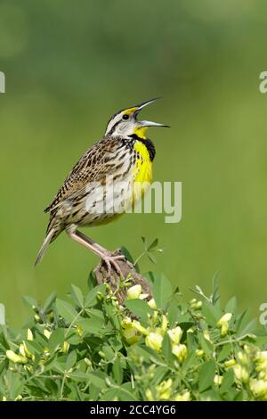 Eastern meadowlark (Sturnella magna), Adulto maschio in allevamento piumaggio, canto, USA, Texas Foto Stock