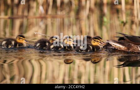 mallard (Anas platyrhynchos), anatroccoli di Mallard che seguono la loro madre sul lago, Danimarca Foto Stock