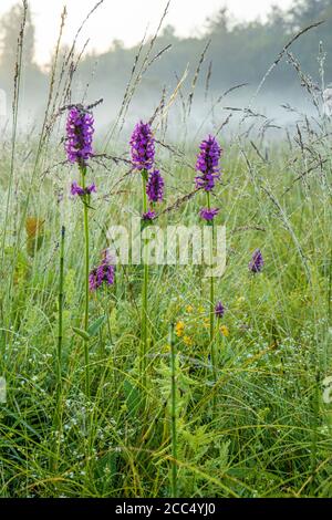 Betony, Betonia di legno, Bishopwort (Betonica officinalis, Stachys officinalis), fioritura , con rugiada di mattina, Germania, Baviera, Foto Stock