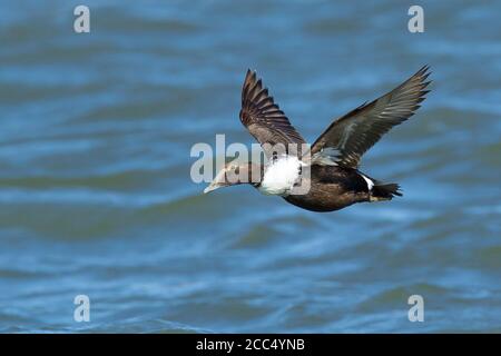 Dresser's Eider (Somateria mollisima dresseri, Somateria dresseri), primo inverno in volo sulla superficie del mare, vista laterale, USA, New Jersey Foto Stock