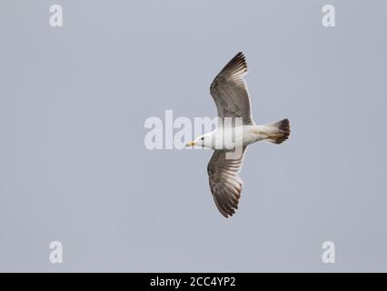 Caspian Gull (Larus cachinnans, Larus cachinnans cachinnans), seconda estate Caspian Gull in volo, Azerbaigian Foto Stock