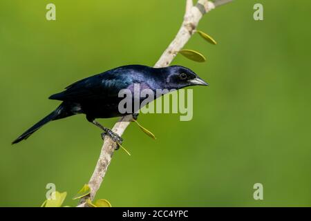 Colibrì lucido (Molothrus bonariensis), maschio arroccato su un ramo, USA, Florida Foto Stock