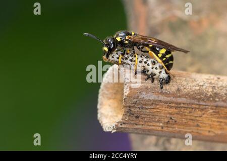 Vespa di Potter (Symmorphus murarius), femmina con larva di scarabeo catturato (Chrysomela) al tubo di riproduzione, Germania Foto Stock