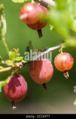 Uva spina, uva spina europea (Ribes uva-crisspa), frutta in una filiale, Paesi Bassi, Frisia Foto Stock