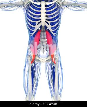 Illustrazione anatomica medica del muscolo psoas. illustrazione 3d Foto Stock