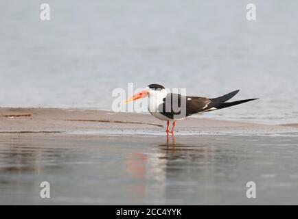 Skimmer indiano (Rynchops albicollis), adulto nel fiume pulito Chambal, in piedi su una riva di sabbia, India Foto Stock