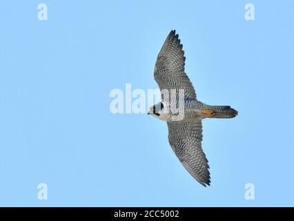 peregrine Falcon (Falco peregrinus), Wintering adulto in volo, Giappone, Hokkaido Foto Stock