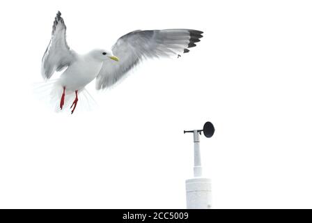 Kittiwake con zampe rosse (Rissa brevirostris), atterraggio adulto in cima all'albero della nave da crociera della spedizione, Russia, isole dell'anello del fuoco Foto Stock